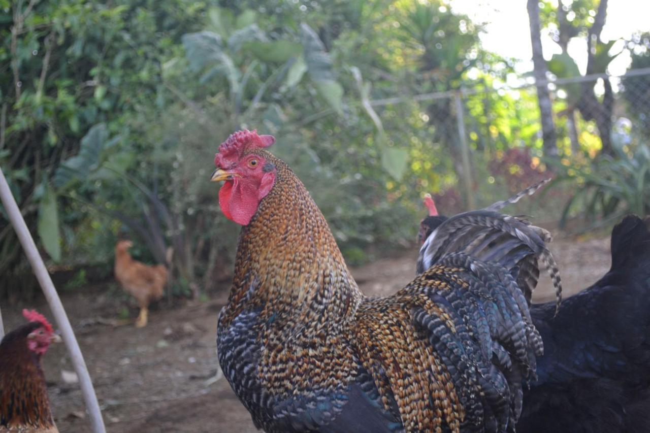 Вілла Eco Granja Don Lolo Quesada  Екстер'єр фото