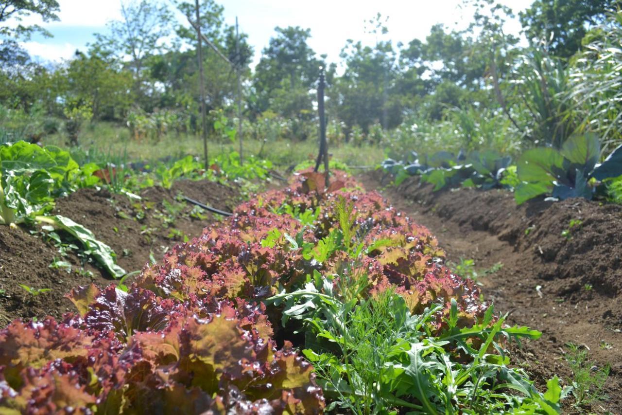 Вілла Eco Granja Don Lolo Quesada  Екстер'єр фото
