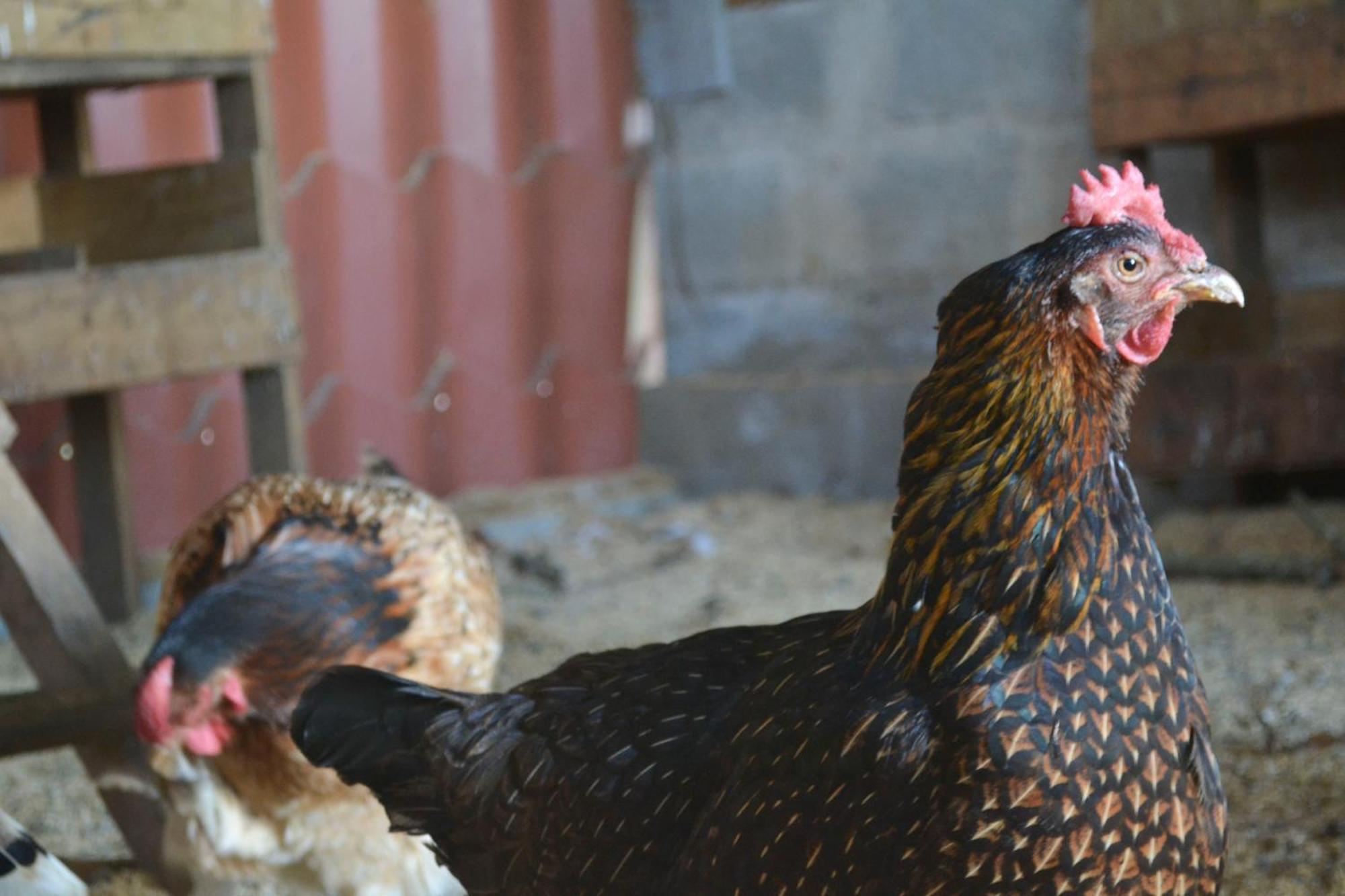 Вілла Eco Granja Don Lolo Quesada  Екстер'єр фото